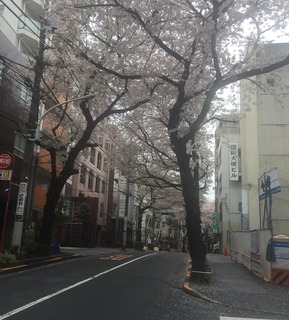 大塚の桜.jpg