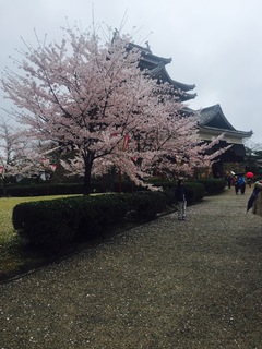 松江城の桜 その2.jpg
