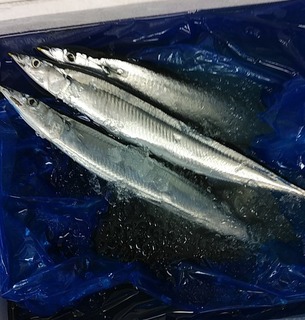 秋刀魚.jpg